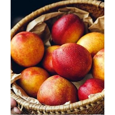 Саженец нектарина "Старк Делишес" Саженец нектарина "Старк Делишес"