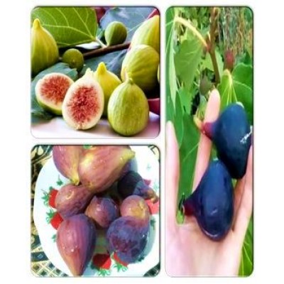 Инжир > коллекция из 3-х сортов: Инжир Сан-Педро => Инжир Сухумский фиолетовый => Инжир Белая Фига Инжир > коллекция из 3-х сортов: Инжир Сан-Педро => Инжир Сухумский фиолетовый => Инжир Белая Фига