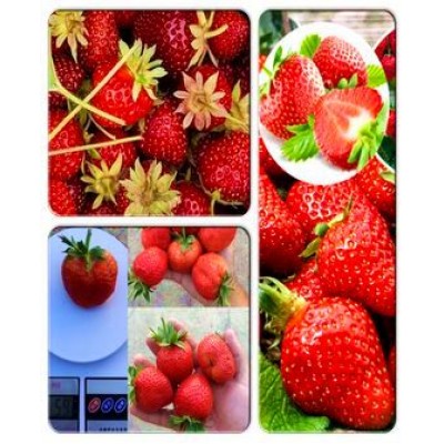 Клубника > коллекция из 3-х сортов: Клубника Виктория => Клубника Галя-чив => Клубника Дарселект Клубника > коллекция из 3-х сортов: Клубника Виктория => Клубника Галя-чив => Клубника Дарселект