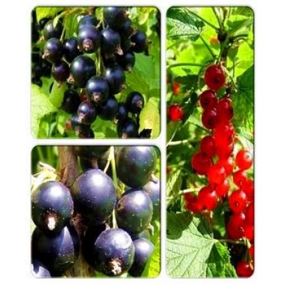 Смородина > коллекция из 3-х сортов: Смородина красная Газель => Смородина черная  Бен Конан => Смородина чёрная Аметист Смородина > коллекция из 3-х сортов: Смородина красная Газель => Смородина черная  Бен Конан => Смородина чёрная Аметист