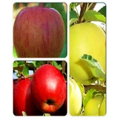 Яблоня > коллекция из 3-х сортов: Яблоня Яблоня Бребурн => Яблоня Гибсон => Яблоня Джонаголд Моренс Яблоня > коллекция из 3-х сортов: Яблоня Яблоня Бребурн => Яблоня Гибсон => Яблоня Джонаголд Моренс