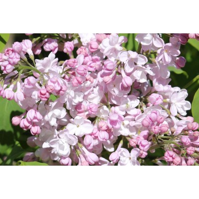 Саженец Сирени "Жемчужина" Саженец Сирени "Жемчужина"