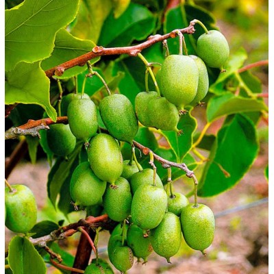 Саженец Киви (Актинидия) "ЛАКОМКА" Саженец Киви (Актинидия) "ЛАКОМКА"