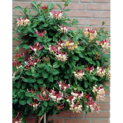 Саженец Жимолости "Бельгика селект" Саженец Жимолости "Бельгика селект"