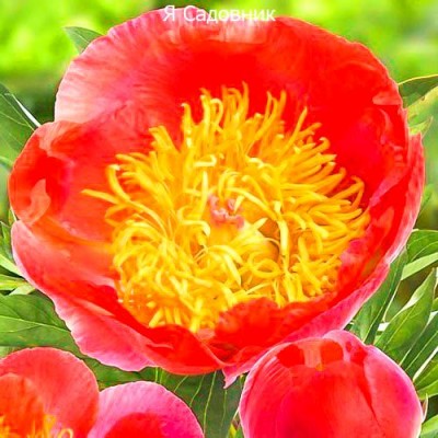 Пионы "Корал Суприм"