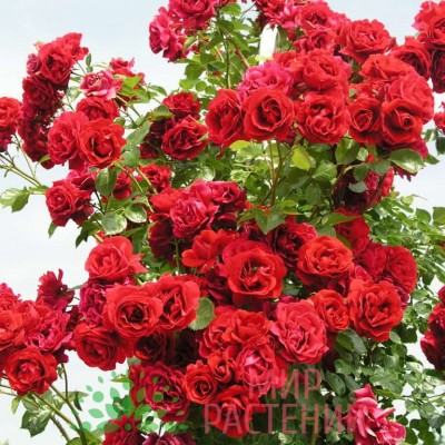 Саженец Плетистых Роз "Амадеус" Саженец Плетистых Роз "Амадеус"