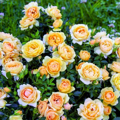 Саженец Почвопокровных Роз "Амбер Кавер" Саженец Почвопокровных Роз "Амбер Кавер"