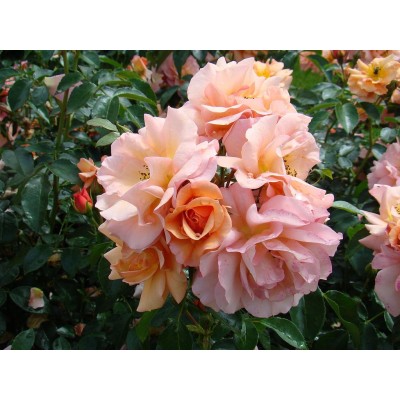 Саженец Роз Флорибунда "Априкола" Саженец Роз Флорибунда "Априкола"