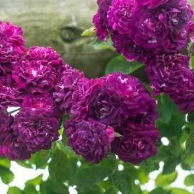 Саженец Плетистых Роз "Блю маджента" Саженец Плетистых Роз "Блю маджента"