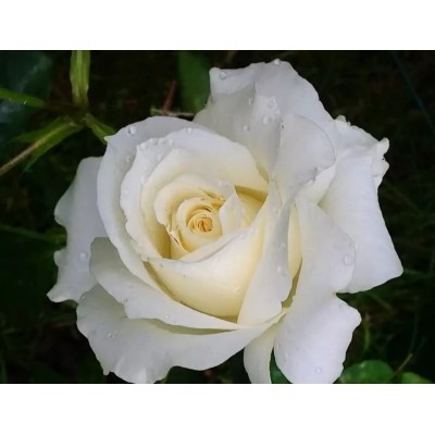 Саженец Чайно-Гибридных Роз "Вайт симфони" Саженец Чайно-Гибридных Роз "Вайт симфони"