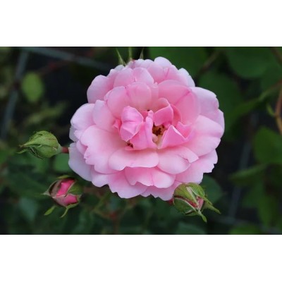 Саженец Роз Флорибунда "Боника" Саженец Роз Флорибунда "Боника"