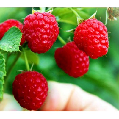 Саженец малины "Глен Файн" Саженец малины "Глен Файн"