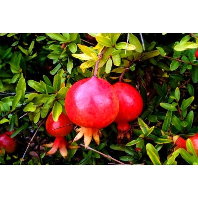 Саженец граната "Гринго" Саженец граната "Гринго"