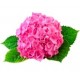 Саженцы Гортензии от питомника в Кузнецке