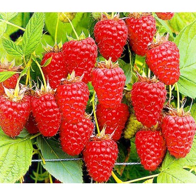 Саженец малины "Жар Птица" Саженец малины "Жар Птица"