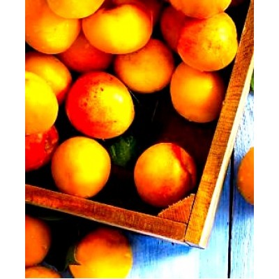 Саженец абрикоса "Спринг Блаш" Саженец абрикоса "Спринг Блаш"