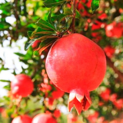 Саженец граната "Крымский розовый" Саженец граната "Крымский розовый"