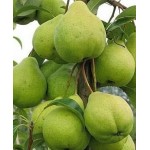 Саженец груши колоновидной "Зеленый дождь" Саженец груши колоновидной "Зеленый дождь"