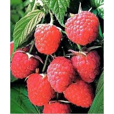 Саженец малины "Полька" Саженец малины "Полька"