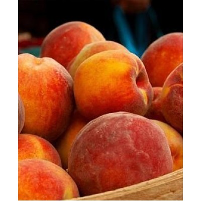 Саженец персика "Валиант" Саженец персика "Валиант"