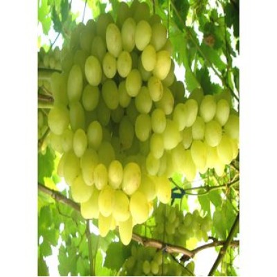 Саженец винограда "Благовест" Саженец винограда "Благовест"