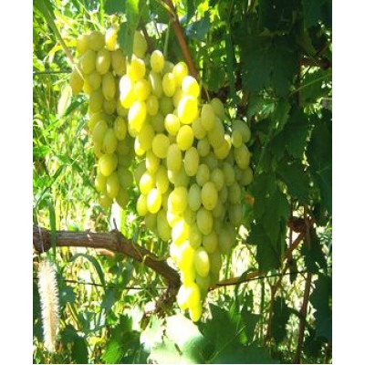 Саженец винограда "Брестовица" Саженец винограда "Брестовица"