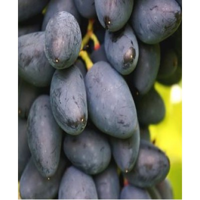 Саженец винограда "Викинг" Саженец винограда "Викинг"