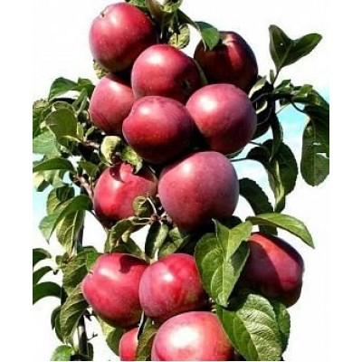 Саженец яблони колоновидной "Патриот" Саженец яблони колоновидной "Патриот"